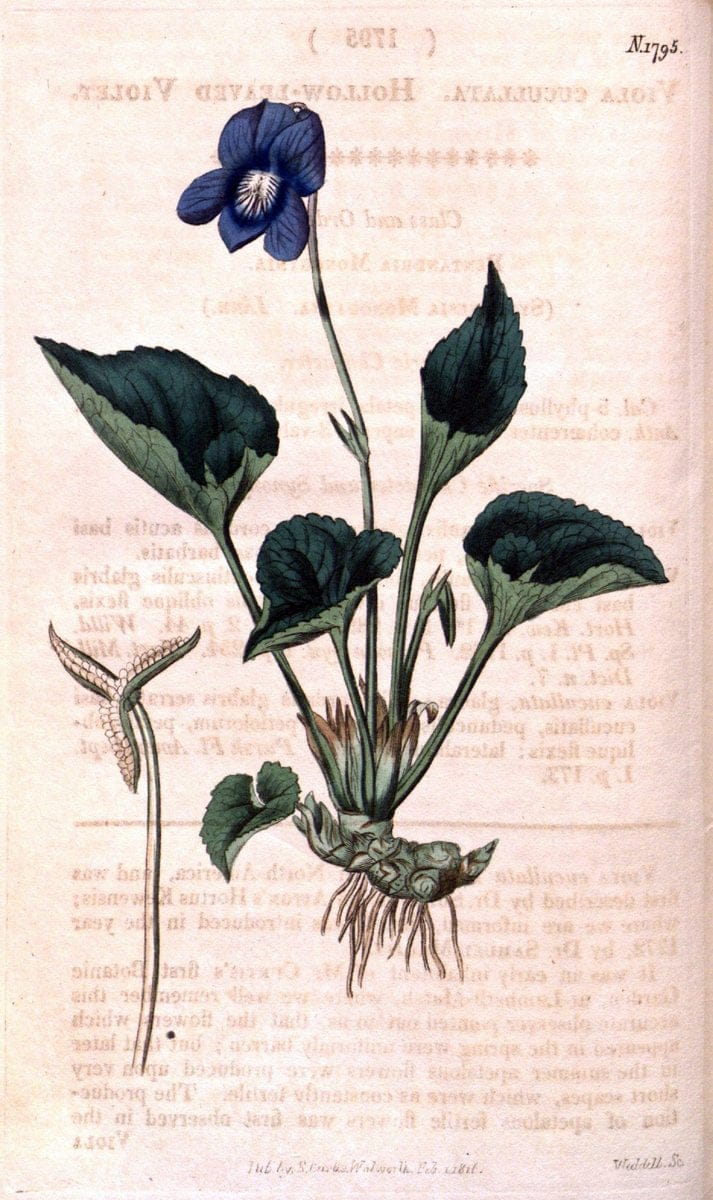 Curtis's botanical magazine. London ; New York [etc.] :Academic Press [etc.]. | "Botanical illustration" Botany Periodicals "Pictorial works" "Plants, Ornamental"  | Vintage Print Reproduction 452787