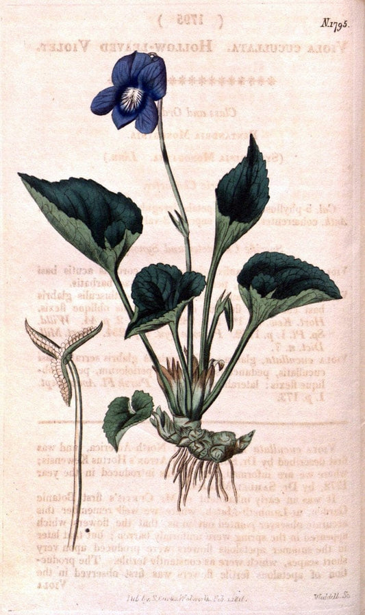 Curtis's botanical magazine. London ; New York [etc.] :Academic Press [etc.]. | "Botanical illustration" Botany Periodicals "Pictorial works" "Plants, Ornamental"  | Vintage Print Reproduction 452787