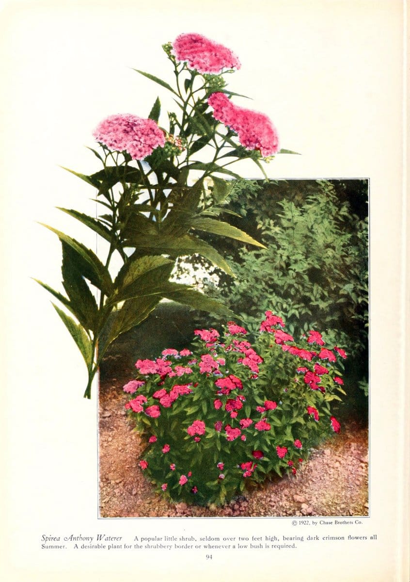 Dragable Image