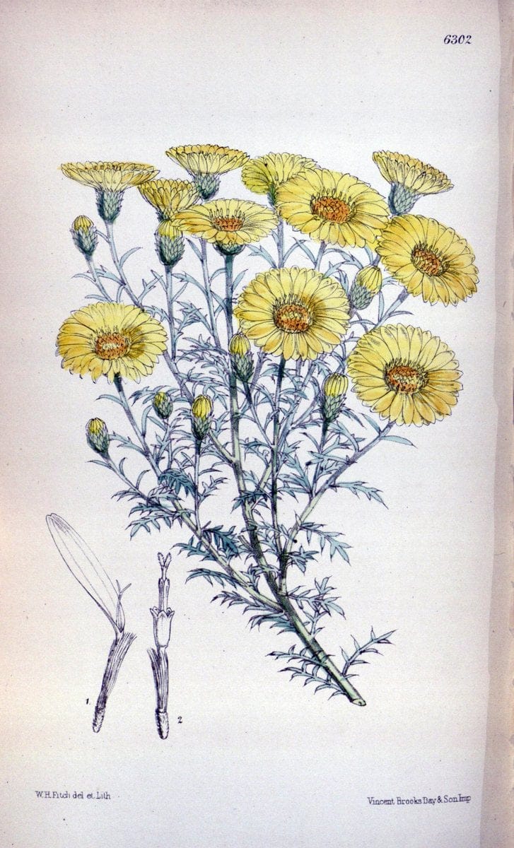 Curtis's botanical magazine. London ; New York [etc.] :Academic Press [etc.]. | "Botanical illustration" Botany Periodicals "Pictorial works" "Plants, Ornamental"  | Vintage Print Reproduction 452790