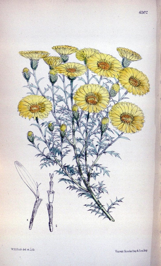 Curtis's botanical magazine. London ; New York [etc.] :Academic Press [etc.]. | "Botanical illustration" Botany Periodicals "Pictorial works" "Plants, Ornamental"  | Vintage Print Reproduction 452790