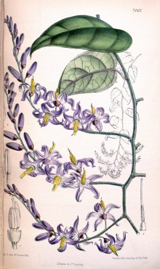 Curtis's botanical magazine. London ; New York [etc.] :Academic Press [etc.]. | "Botanical illustration" Botany Periodicals "Pictorial works" "Plants, Ornamental"  | Vintage Print Reproduction 452791