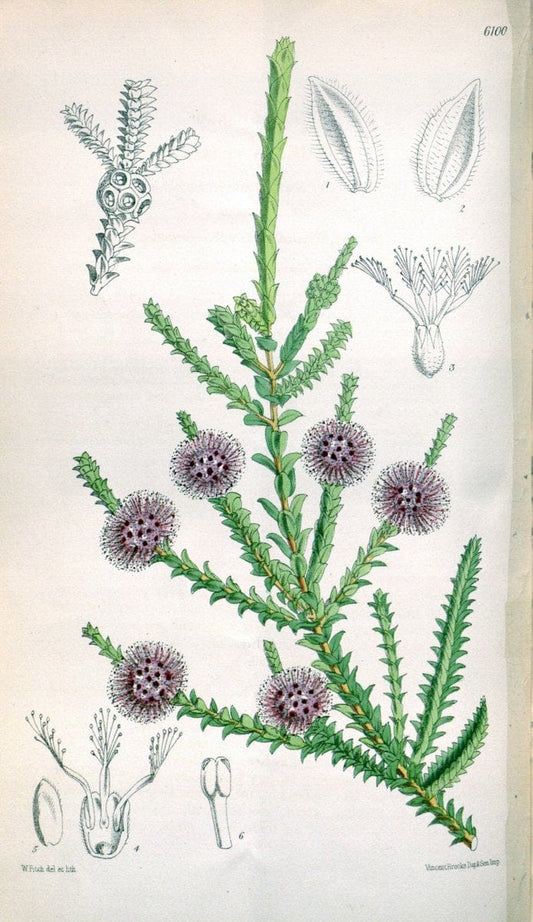 Curtis's botanical magazine. London ; New York [etc.] :Academic Press [etc.]. | "Botanical illustration" Botany Periodicals "Pictorial works" "Plants, Ornamental"  | Vintage Print Reproduction 452792