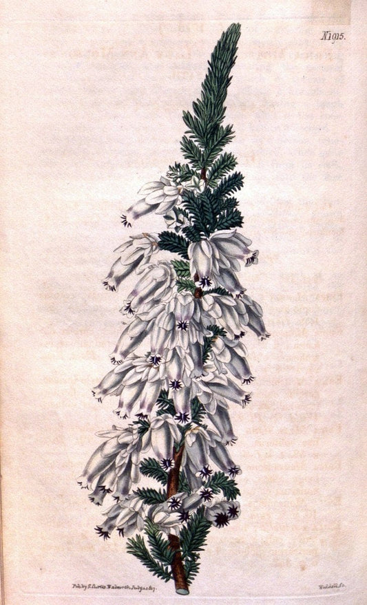 Curtis's botanical magazine. London ; New York [etc.] :Academic Press [etc.]. | "Botanical illustration" Botany Periodicals "Pictorial works" "Plants, Ornamental"  | Vintage Print Reproduction 452794
