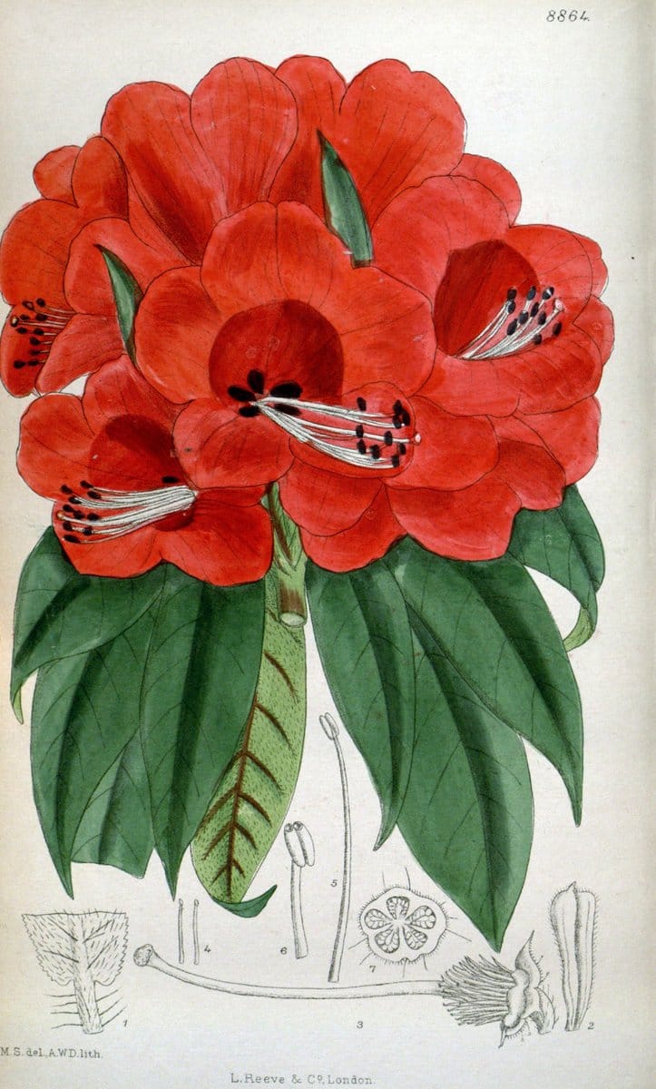 Dragable Image