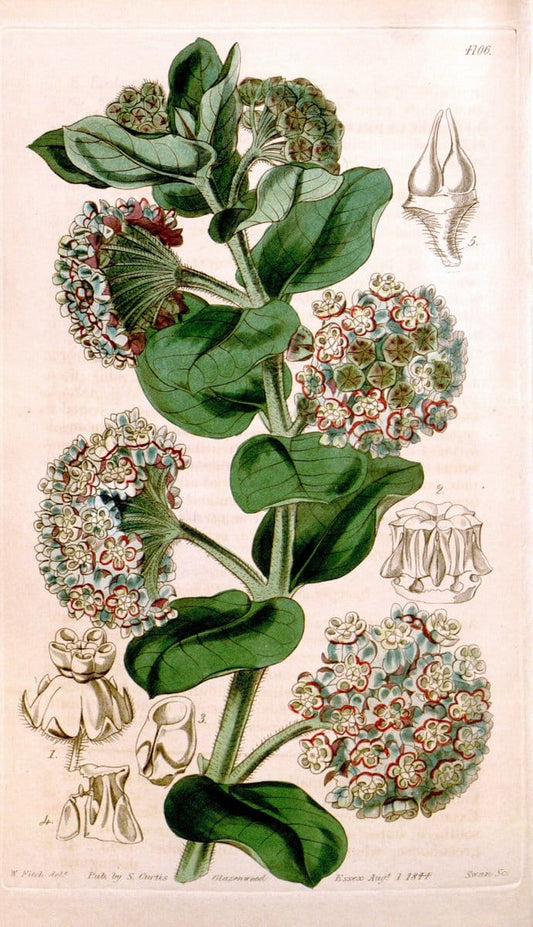 Curtis's botanical magazine. London ; New York [etc.] :Academic Press [etc.]. | "Botanical illustration" Botany Periodicals "Pictorial works" "Plants, Ornamental"  | Vintage Print Reproduction 452797