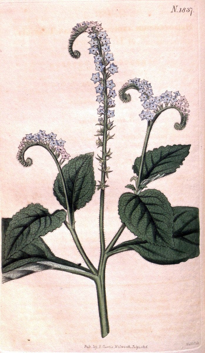 Curtis's botanical magazine. London ; New York [etc.] :Academic Press [etc.]. | "Botanical illustration" Botany Periodicals "Pictorial works" "Plants, Ornamental"  | Vintage Print Reproduction 452798