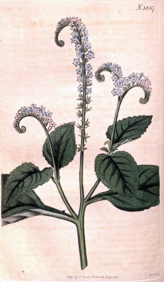 Curtis's botanical magazine. London ; New York [etc.] :Academic Press [etc.]. | "Botanical illustration" Botany Periodicals "Pictorial works" "Plants, Ornamental"  | Vintage Print Reproduction 452798