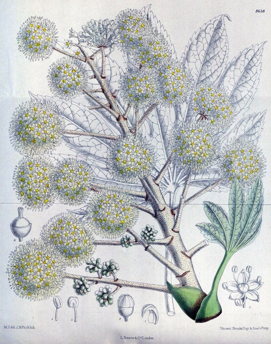 Curtis's botanical magazine. London ; New York [etc.] :Academic Press [etc.]. | "Botanical illustration" Botany Periodicals "Pictorial works" "Plants, Ornamental"  | Vintage Print Reproduction 452799
