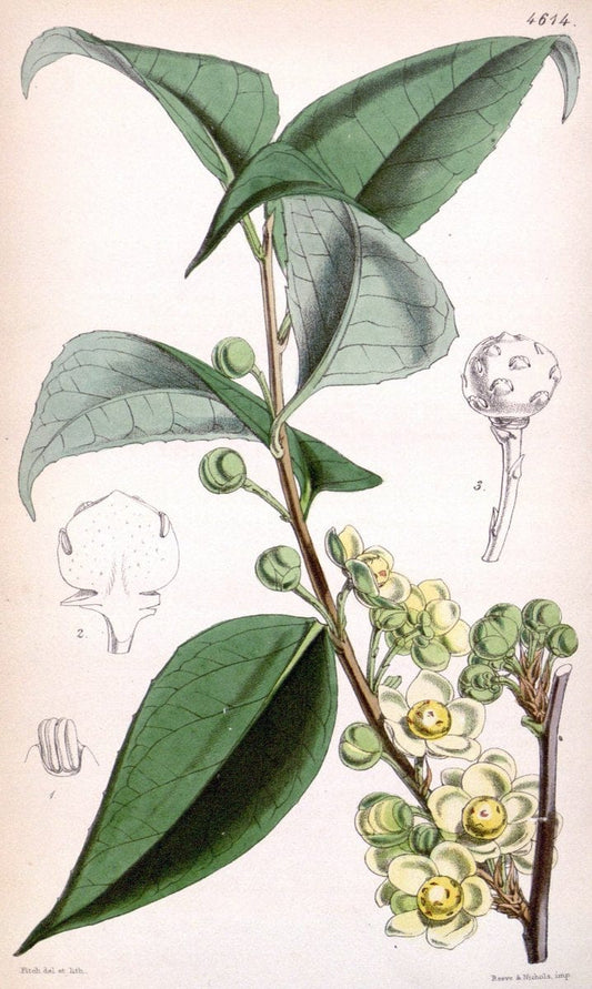 Curtis's botanical magazine. London ; New York [etc.] :Academic Press [etc.]. | "Botanical illustration" Botany Periodicals "Pictorial works" "Plants, Ornamental"  | Vintage Print Reproduction 452800