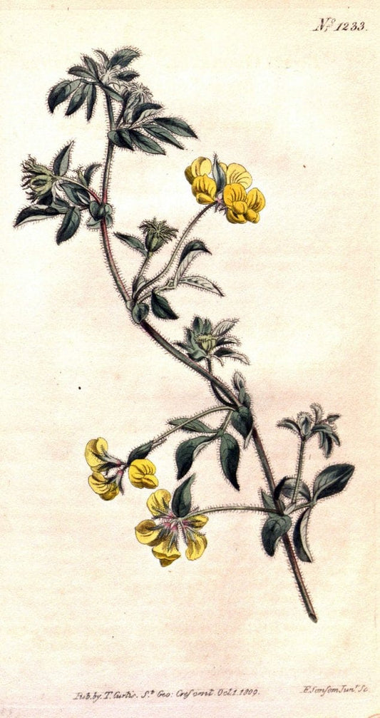 Curtis's botanical magazine. London ; New York [etc.] :Academic Press [etc.]. | "Botanical illustration" Botany Periodicals "Pictorial works" "Plants, Ornamental"  | Vintage Print Reproduction 452801