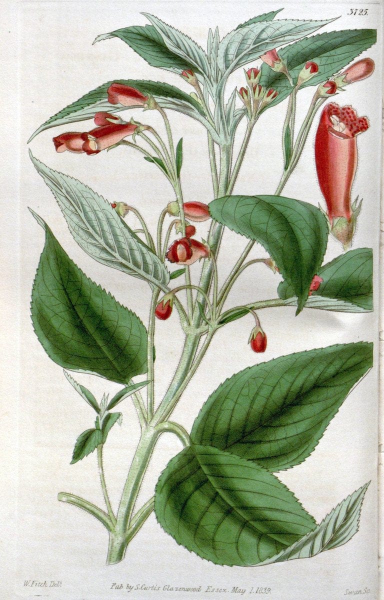 Curtis's botanical magazine..London ;New York [etc.] :Academic Press [etc.]. |  | Vintage Print Reproduction 452802