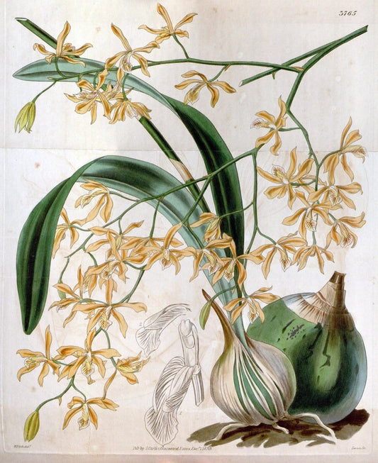 Curtis's botanical magazine..London ;New York [etc.] :Academic Press [etc.]. |  | Vintage Print Reproduction 452803