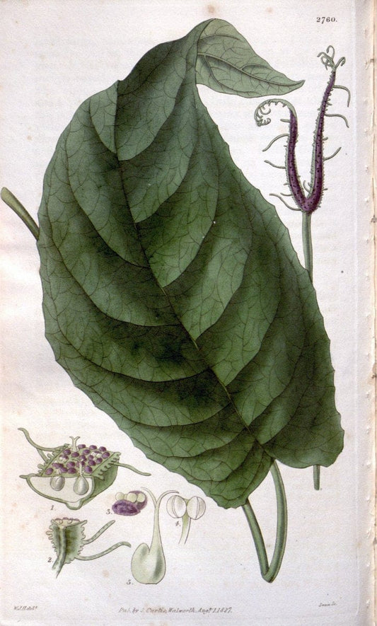 Curtis's botanical magazine..London ;New York [etc.] :Academic Press [etc.]. |  | Vintage Print Reproduction 452804