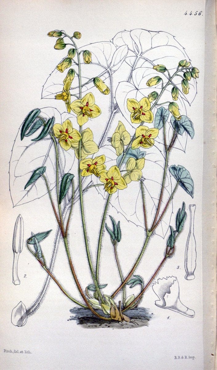 Curtis's botanical magazine. London ;New York [etc.] :Academic Press [etc.]. | Botany Periodicals "Pictorial works"  | Vintage Print Reproduction 452805