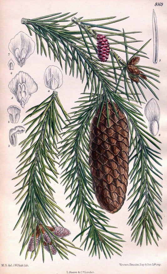Curtis's botanical magazine. London ;New York [etc.] :Academic Press [etc.]. | Botany Periodicals "Pictorial works"  | Vintage Print Reproduction 452807