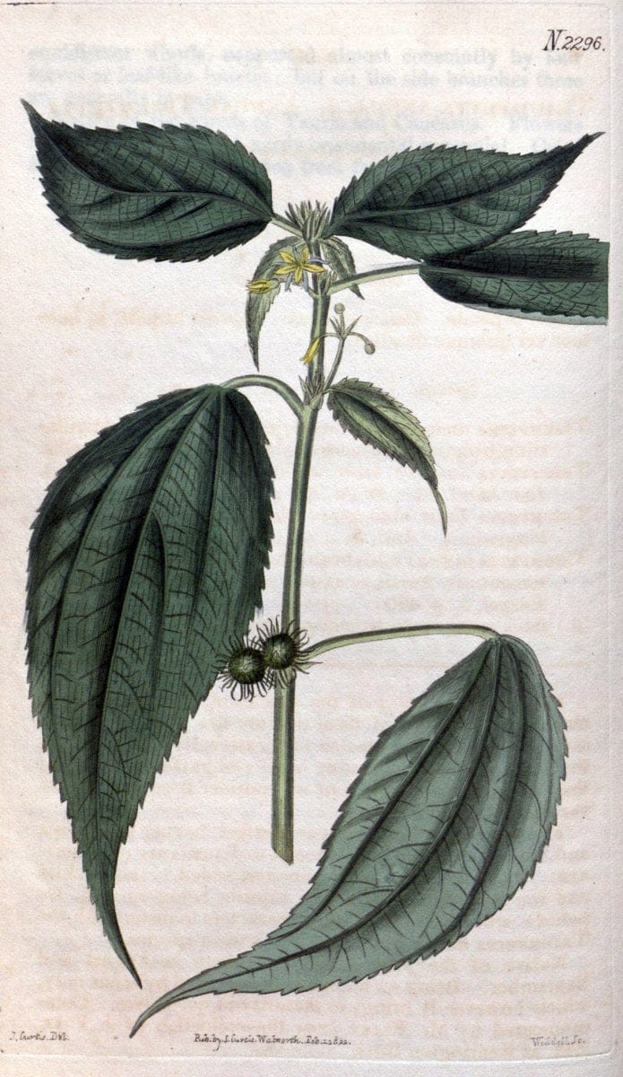 Curtis's botanical magazine. London ; New York [etc.] :Academic Press [etc.]. | "Botanical illustration" Botany Periodicals "Pictorial works" "Plants, Ornamental"  | Vintage Print Reproduction 452809