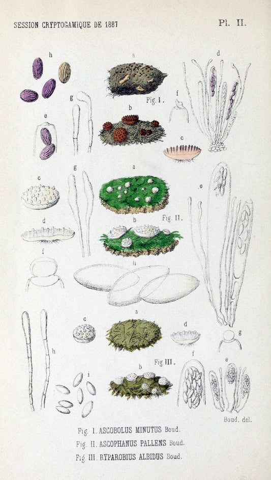 Bulletin de la SociÃ©tÃ© mycologique de France.Epinal :La SociÃ©tÃ©,1885-1903.  | France Fungi Mycology Periodicals | Vintage Print Reproduction 452810