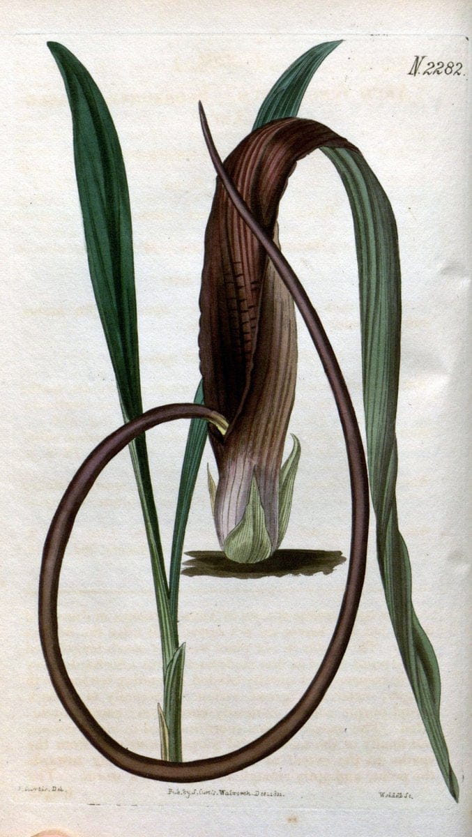 Curtis's botanical magazine. London ; New York [etc.] :Academic Press [etc.]. | "Botanical illustration" Botany Periodicals "Pictorial works" "Plants, Ornamental"  | Vintage Print Reproduction 452812