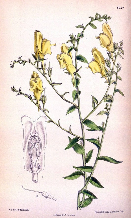 Curtis's botanical magazine. London ; New York [etc.] :Academic Press [etc.]. | "Botanical illustration" Botany Periodicals "Pictorial works" "Plants, Ornamental"  | Vintage Print Reproduction 452813