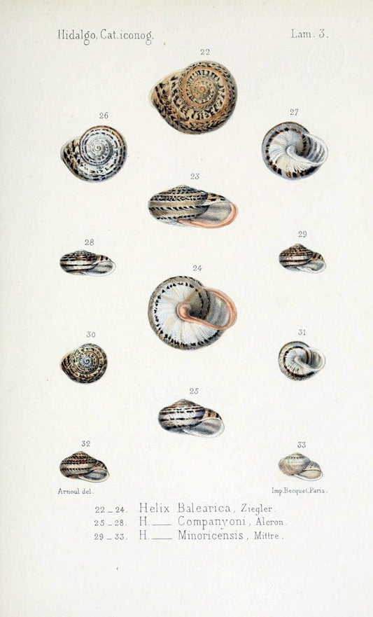 Catalogo iconografico y descriptivo de los moluscos terrestres de EspaÃ Â±a, Portugal y la | "Balearic Islands" Mollusks Portugal Spain  | Vintage Print Reproduction 452814