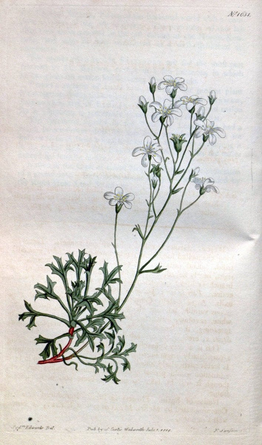 Curtis's botanical magazine. London ; New York [etc.] :Academic Press [etc.]. | "Botanical illustration" Botany Periodicals "Pictorial works" "Plants, Ornamental"  | Vintage Print Reproduction 452815