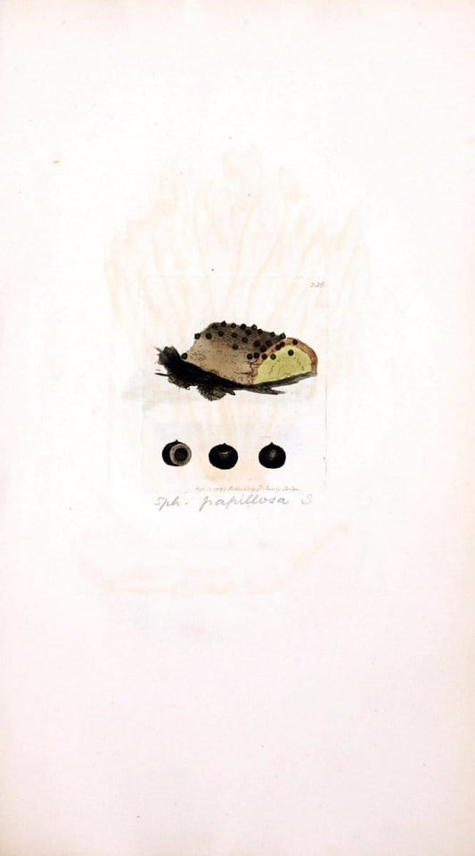 Coloured figures of English fungi or mushrooms. London,Printed by J. Davis,1797-[1809]. | England Mushrooms  | Vintage Print Reproduction 452816