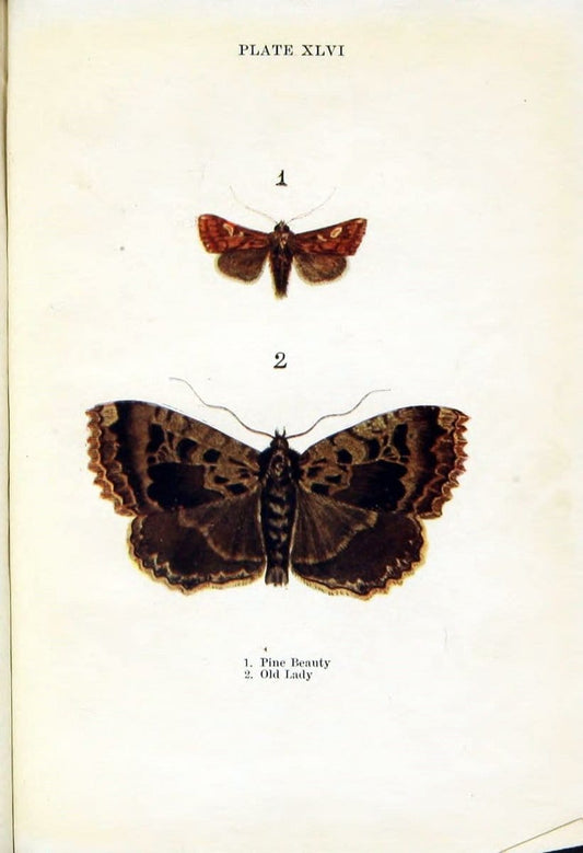 Butterflies and moths,.London & Edinburgh,T.C. & E.C. Jack[1910]. | Butterflies Moths "Cornell University Library" | Vintage Print Reproduction 452817