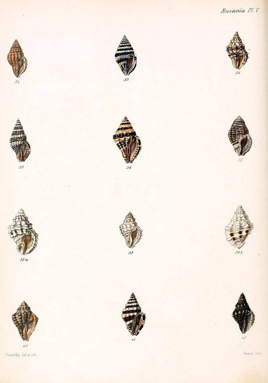 Conchologia iconica, or, Illustrations of the shells of molluscous animals /.London :Reeve, Brothers,1843-1878.. |  | Vintage Print Reproduction 452818