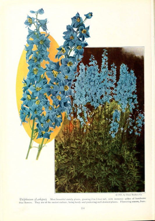 Chase fruit and flowers in natural colorsRochester, N.Y.,Chase brothers company[c1922] | Vintage Print Reproduction 452820