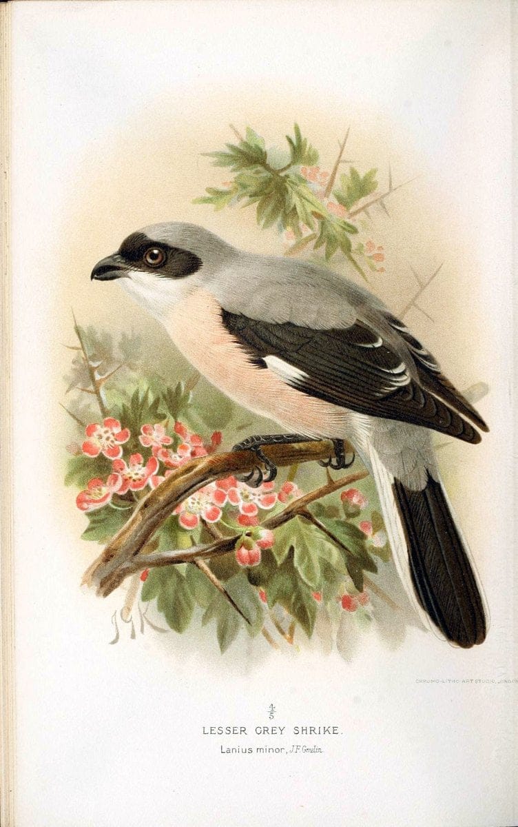 Coloured figures of the birds of the British Islands / issued by Lord Lilford. London :R | 59.82(42) Birds "Great Britain" "Pictorial works"  | Vintage Print Reproduction 452821