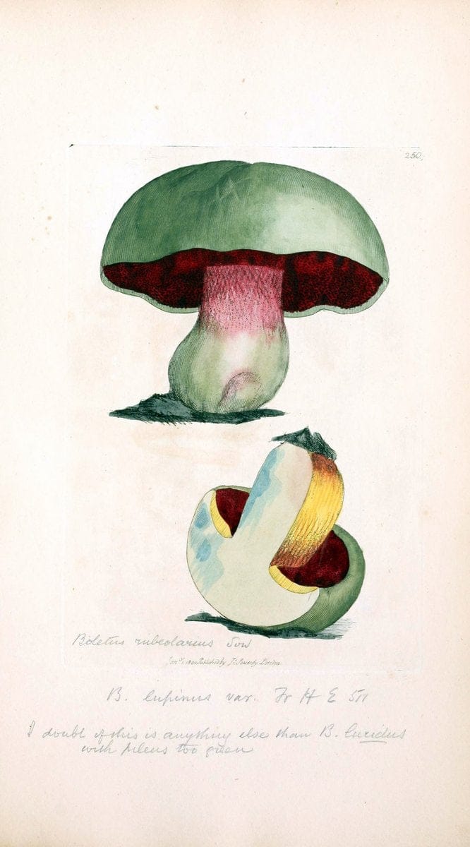 Coloured figures of English fungi or mushrooms. London,Printed by J. Davis,1797-[1809]. | England Mushrooms  | Vintage Print Reproduction 452822