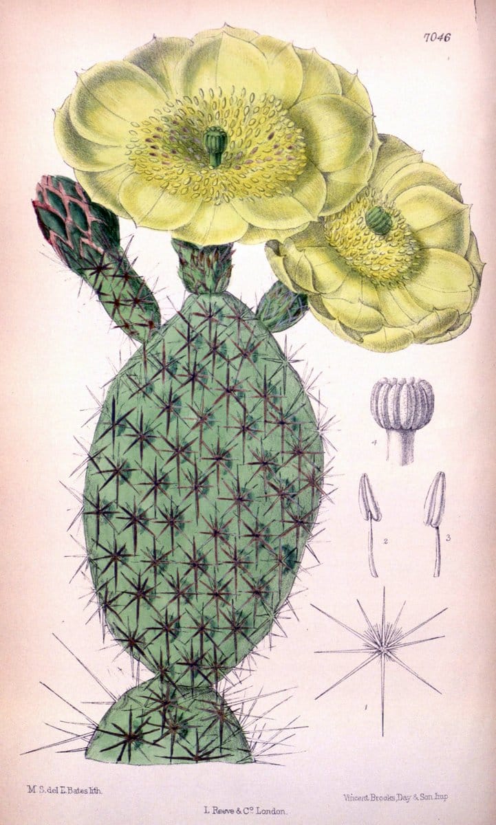 Curtis's botanical magazine. London ; New York [etc.] :Academic Press [etc.]. | "Botanical illustration" Botany Periodicals "Pictorial works" "Plants, Ornamental"  | Vintage Print Reproduction 452823