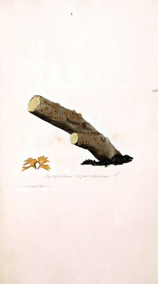 Coloured figures of English fungi or mushrooms. London,Printed by J. Davis,1797-[1809]. | England Mushrooms  | Vintage Print Reproduction 452824