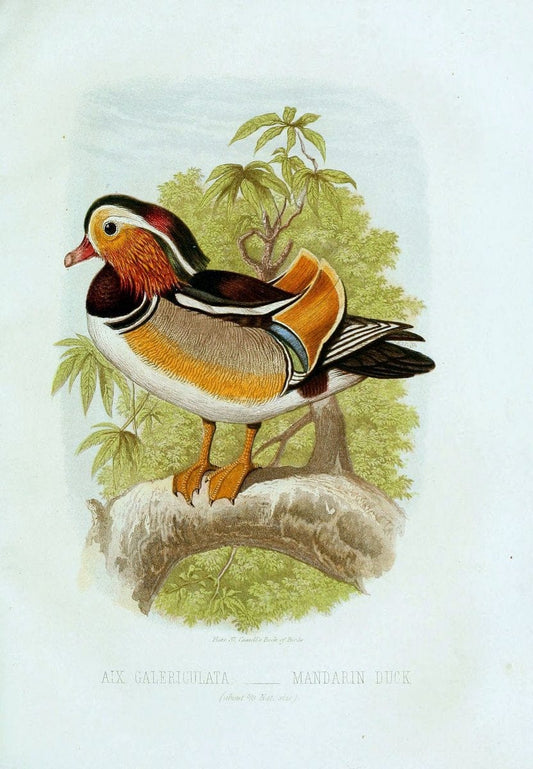 Cassell's book of birds :.London,Cassell, Petter and Galpin,[1875]. | Birds  | Vintage Print Reproduction 452825