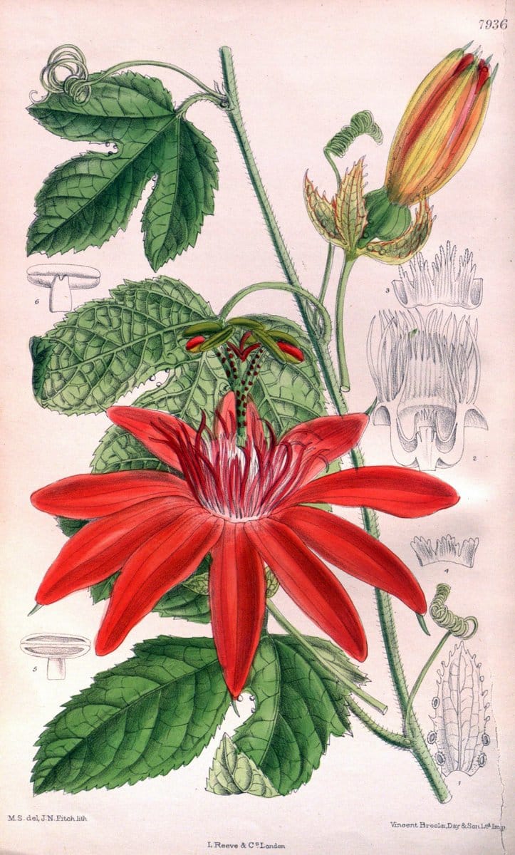 Dragable Image