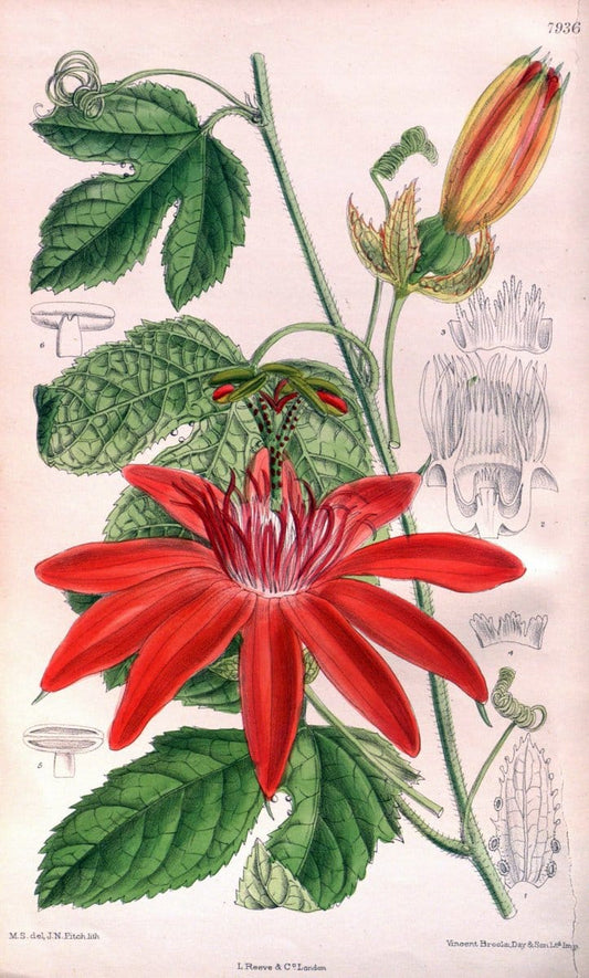 Curtis's botanical magazine. London ; New York [etc.] :Academic Press [etc.]. | "Botanical illustration" Botany Periodicals "Pictorial works" "Plants, Ornamental"  | Vintage Print Reproduction 452826