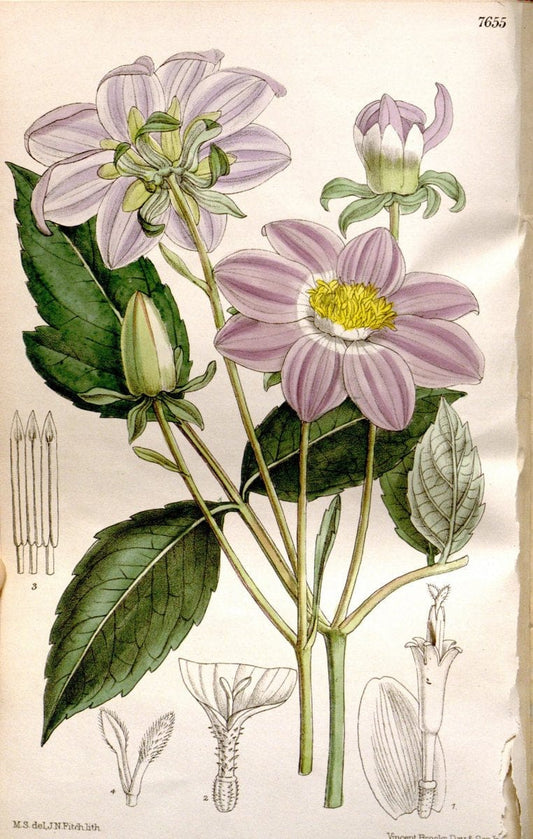 Curtis's botanical magazine. London ; New York [etc.] :Academic Press [etc.]. | "Botanical illustration" Botany Periodicals "Pictorial works" "Plants, Ornamental"  | Vintage Print Reproduction 452827