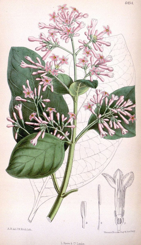 Curtis's botanical magazine. London ; New York [etc.] :Academic Press [etc.]. | "Botanical illustration" Botany Periodicals "Pictorial works" "Plants, Ornamental"  | Vintage Print Reproduction 452828