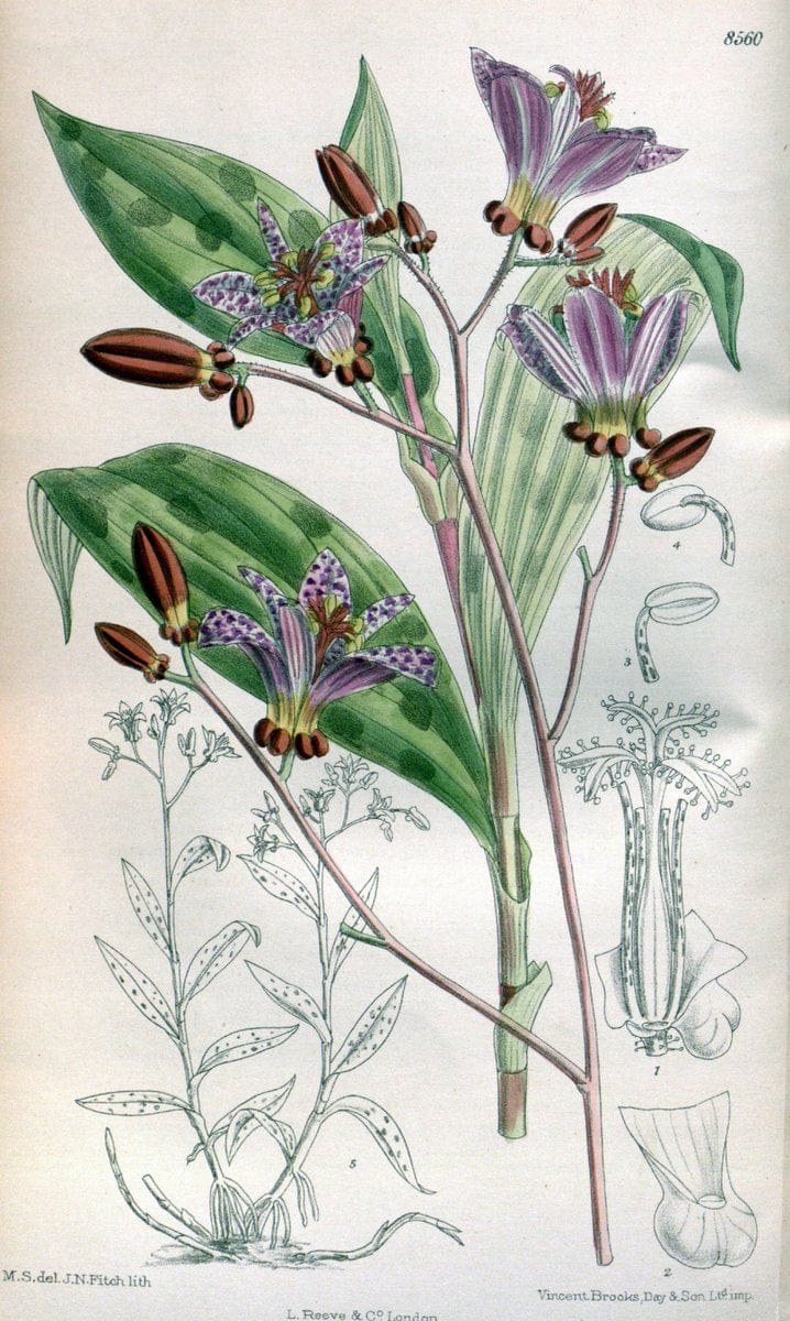 Curtis's botanical magazine. London ; New York [etc.] :Academic Press [etc.]. | "Botanical illustration" Botany Periodicals "Pictorial works" "Plants, Ornamental"  | Vintage Print Reproduction 452829