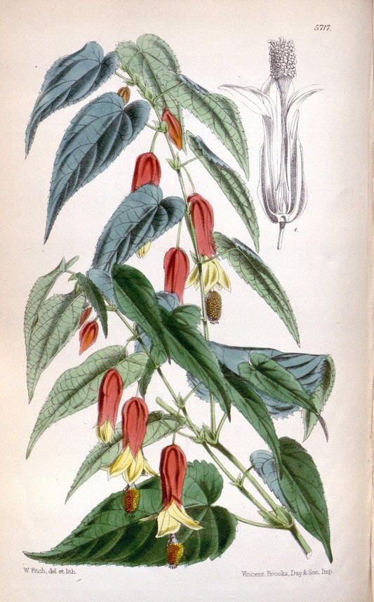 Curtis's botanical magazine. London ; New York [etc.] :Academic Press [etc.]. | "Botanical illustration" Botany Periodicals "Pictorial works" "Plants, Ornamental"  | Vintage Print Reproduction 452830