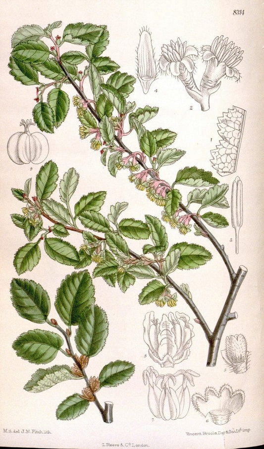 Curtis's botanical magazine. London ; New York [etc.] :Academic Press [etc.]. | "Botanical illustration" Botany Periodicals "Pictorial works" "Plants, Ornamental"  | Vintage Print Reproduction 452831