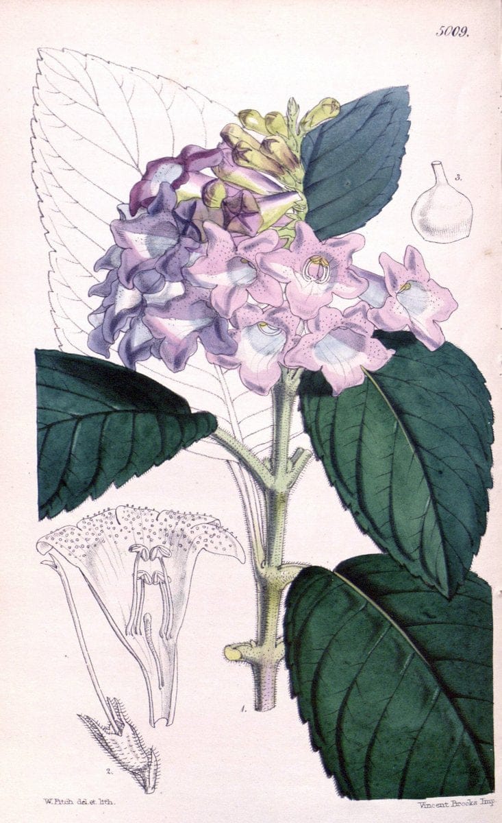Curtis's botanical magazine. London ; New York [etc.] :Academic Press [etc.]. | "Botanical illustration" Botany Periodicals "Pictorial works" "Plants, Ornamental"  | Vintage Print Reproduction 452833