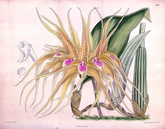 Curtis's botanical magazine. London ; New York [etc.] :Academic Press [etc.]. | "Botanical illustration" Botany Periodicals "Pictorial works" "Plants, Ornamental"  | Vintage Print Reproduction 452834