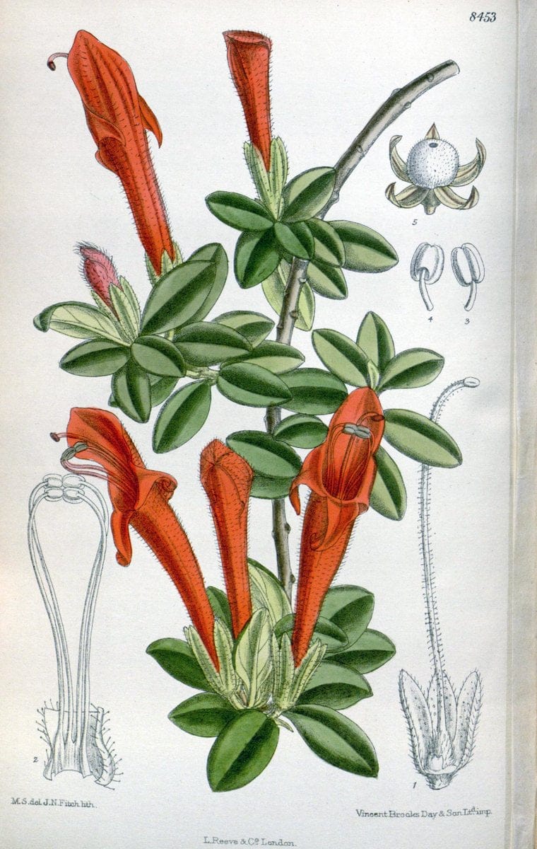 Curtis's botanical magazine. London ; New York [etc.] :Academic Press [etc.]. | "Botanical illustration" Botany Periodicals "Pictorial works" "Plants, Ornamental"  | Vintage Print Reproduction 452835