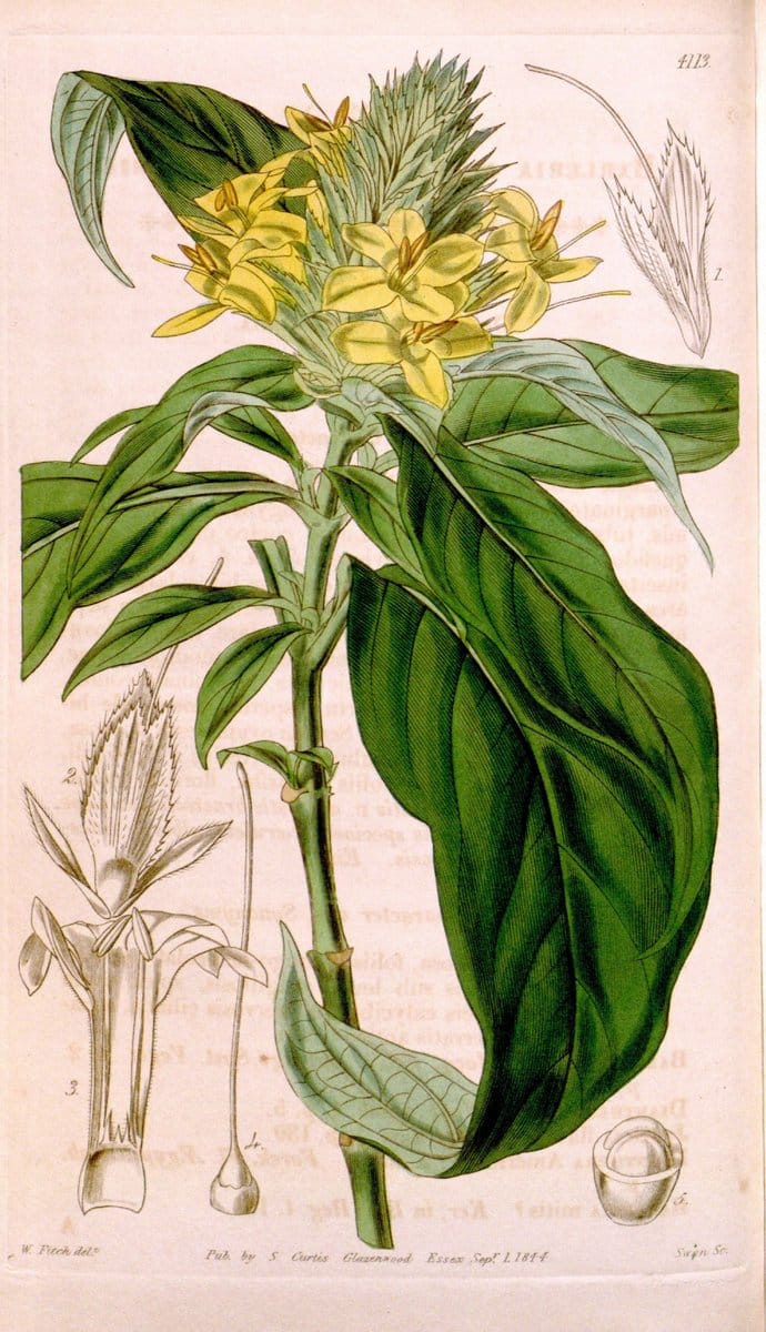 Curtis's botanical magazine. London ; New York [etc.] :Academic Press [etc.]. | "Botanical illustration" Botany Periodicals "Pictorial works" "Plants, Ornamental"  | Vintage Print Reproduction 452836
