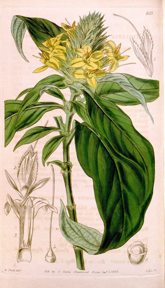 Curtis's botanical magazine. London ; New York [etc.] :Academic Press [etc.]. | "Botanical illustration" Botany Periodicals "Pictorial works" "Plants, Ornamental"  | Vintage Print Reproduction 452836