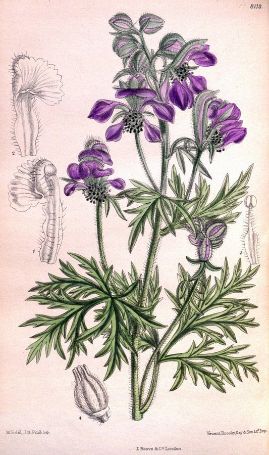 Curtis's botanical magazine. London ;New York [etc.] :Academic Press [etc.]. | Botany Periodicals "Pictorial works"  | Vintage Print Reproduction 452839