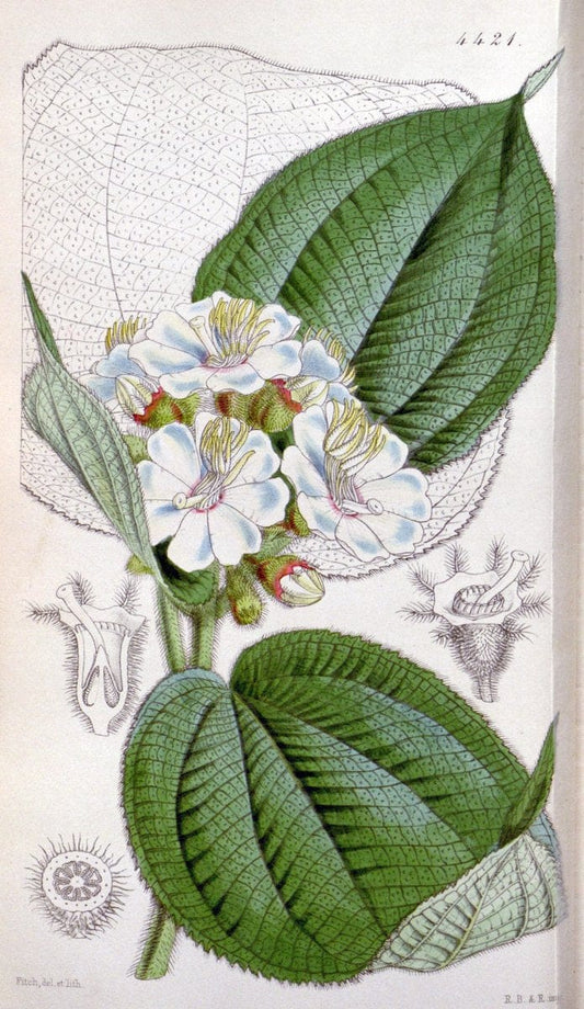 Curtis's botanical magazine. London ;New York [etc.] :Academic Press [etc.]. | Botany Periodicals "Pictorial works"  | Vintage Print Reproduction 452840