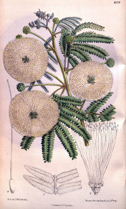 Curtis's botanical magazine. London ;New York [etc.] :Academic Press [etc.]. | Botany Periodicals "Pictorial works"  | Vintage Print Reproduction 452841